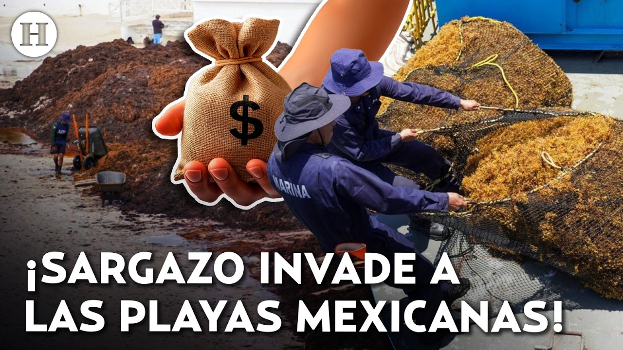 ¡Crisis en playas mexicanas! México destinará más de 2 MDP para combatir las toneladas de sargazo