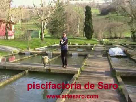 piscifactoria de Saro