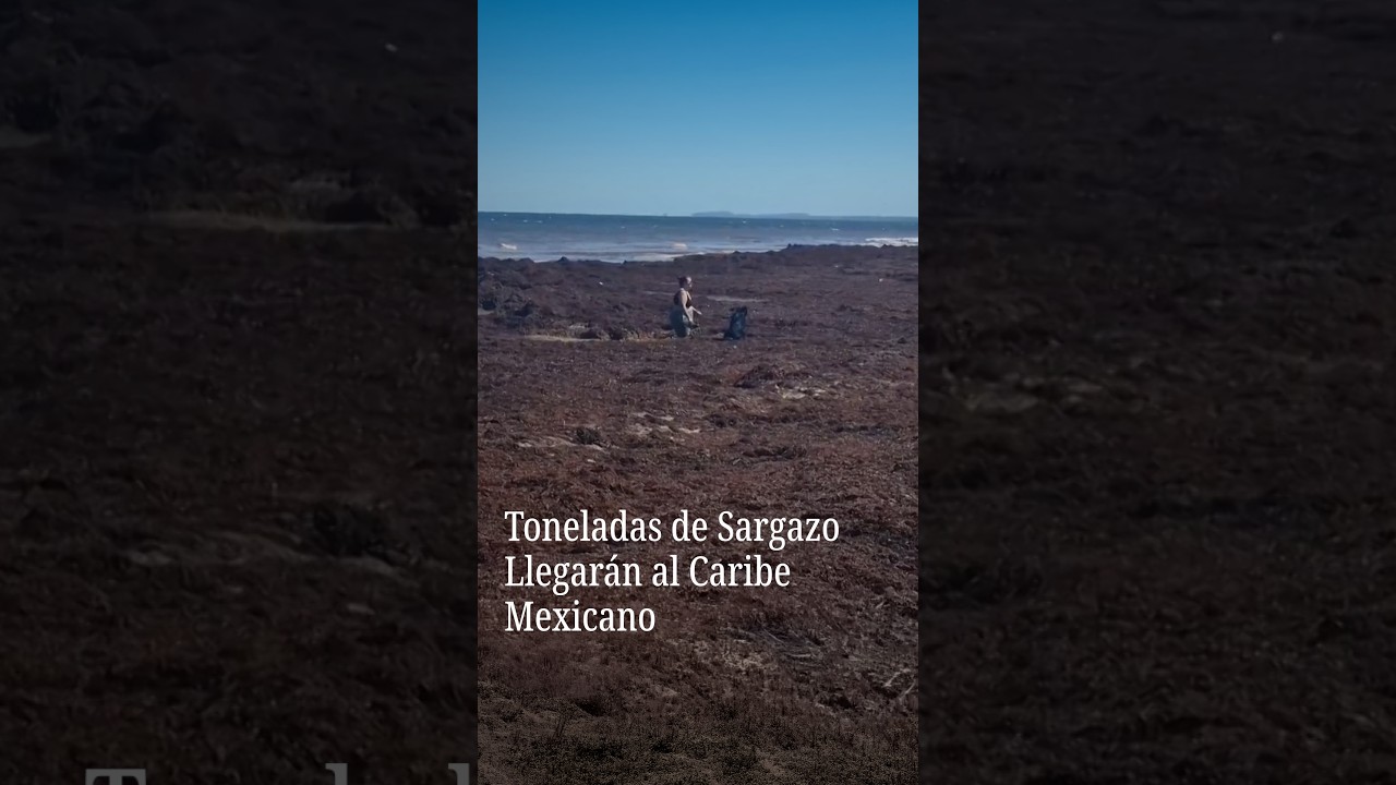 Toneladas de sargazo llegarán al caribe mexicano