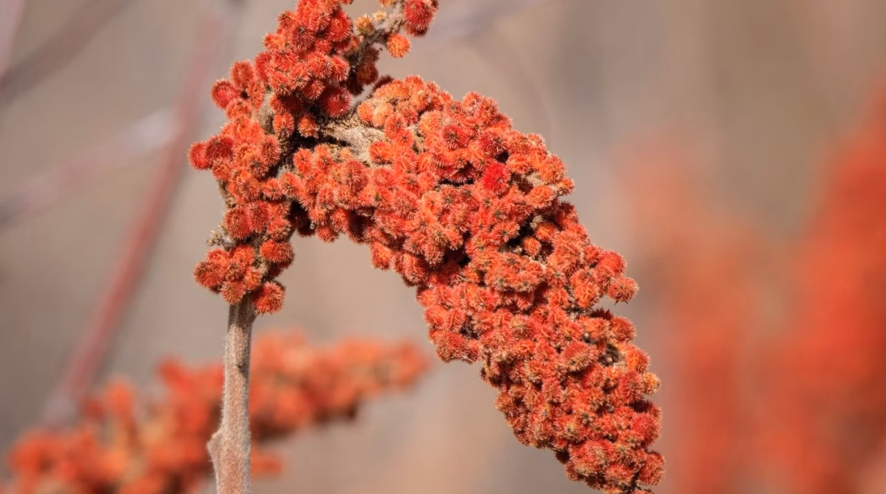 Arce rojo (Maple): características y cultivo
